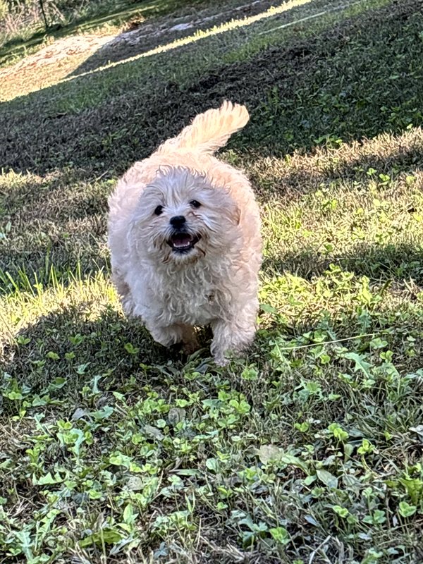 Thor - Peekapoo Puppy