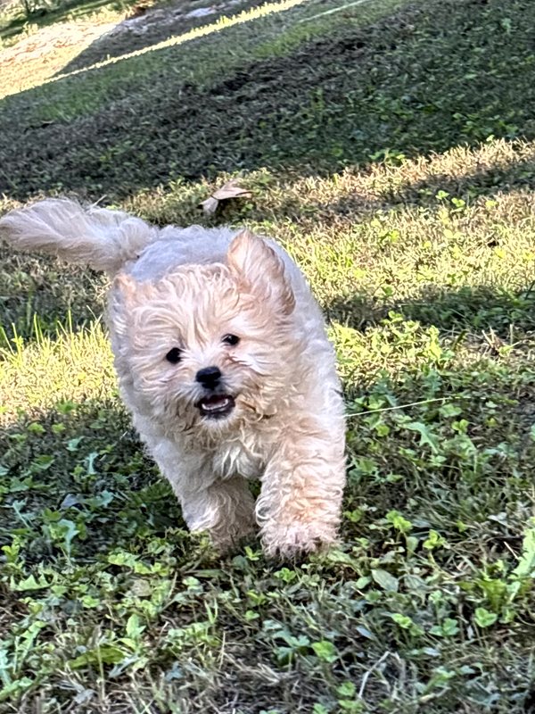 Thor - Peekapoo Puppy