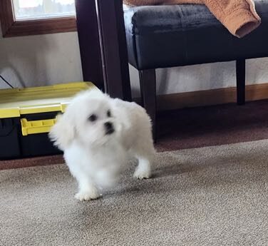 Loki - Peekapoo Puppy