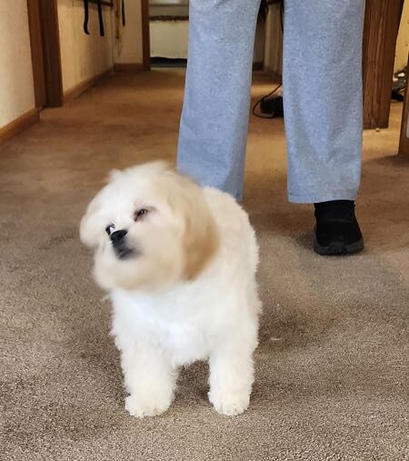 Mystic - Peekapoo Puppy