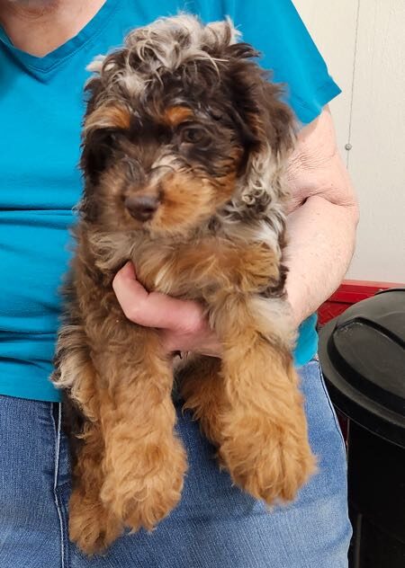 Jubilee - Cockapoo Puppy