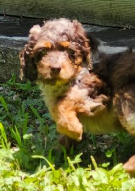 Jubilee - Cockapoo Puppy